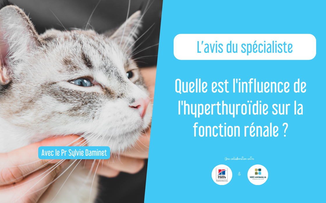 L'impact de l'hyperthyroïdie sur la fonction rénale