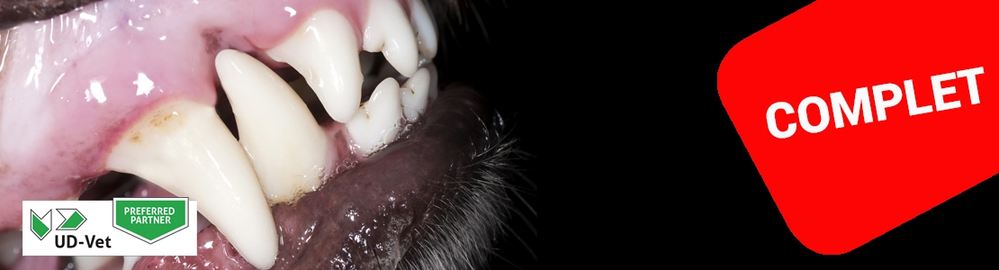 Cycle en Dentisterie du chien et du chat - Edition 2