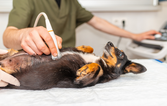 ID1002 - Parcours Didactique en Échographie Abdominale du Chien et du Chat - Édition 24