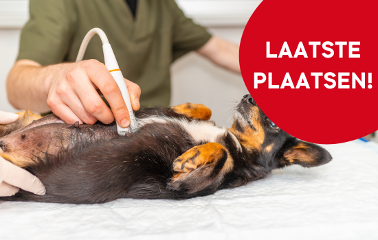 Over de opleiding "Didactisch Parcours Abdominale Echografie van Hond en Kat"