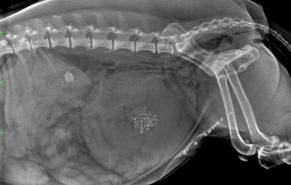 ID1106 - Radiographies abdominales du chien et du chat : de la réalisation à l’interprétation - Edition 1