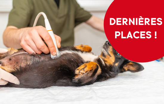 ID1081 - Parcours Didactique en Échographie Abdominale du Chien et du Chat - Édition 25	