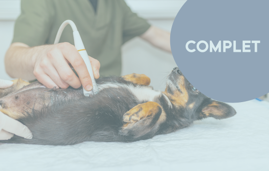 Parcours Didactique en Échographie Abdominale du Chien et du Chat - Édition 25