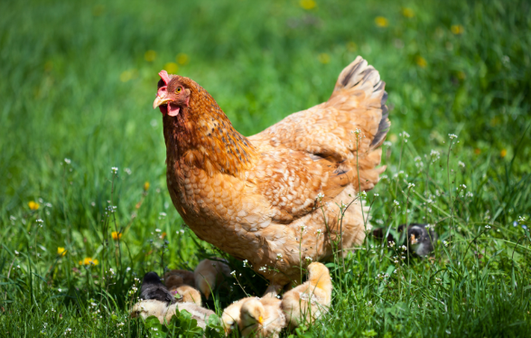 En NAC&rsquo;tion ! Cycle de m&eacute;decine interne et chirurgie des nouveaux animaux de compagnie (module : Poules)
