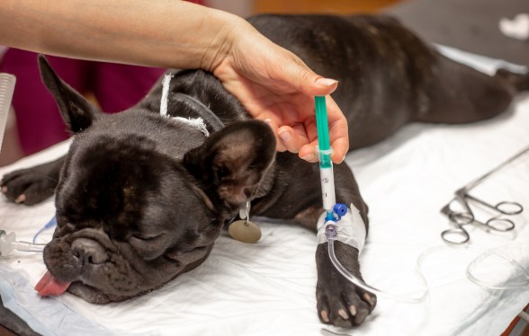 Didactische opleiding anesthesie "Safety Culture" - Editie 1