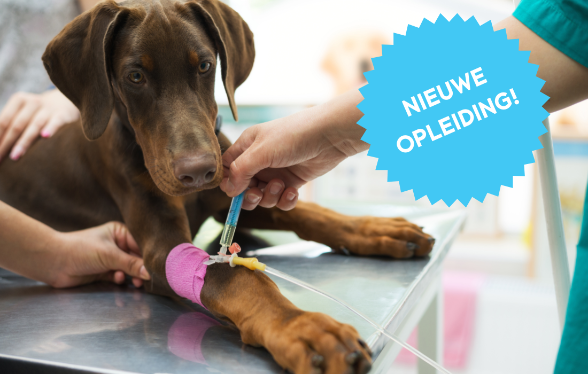 Didactisch Parcours interne geneeskunde van Hond en Kat – Editie1
