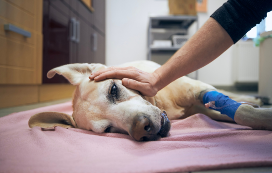 Didactisch parcours over de spoedzorg en hospitalisatie van gezelschapsdieren - Editie 1