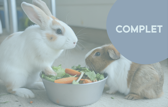 ID1134 - En NAC&rsquo;tion ! Cycle de m&eacute;decine interne et chirurgie des nouveaux animaux de compagnie (module : Lapins et rongeurs)