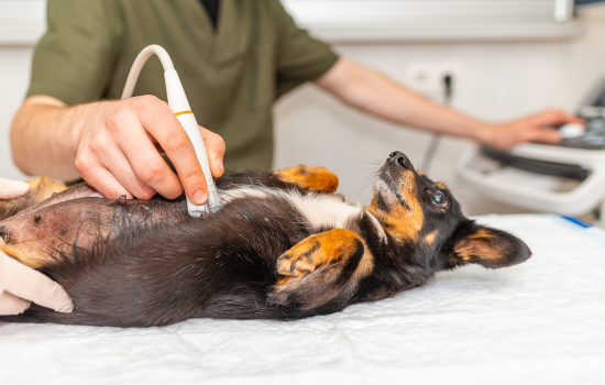 Didactisch Parcours Abdominale Echografie van Hond en Kat - Editie 23