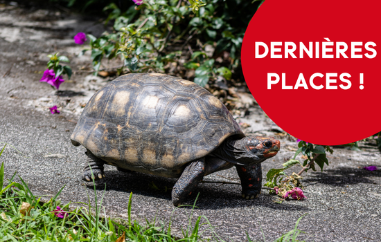 ID1136 - En NAC&rsquo;tion ! Cycle de m&eacute;decine interne et chirurgie des nouveaux animaux de compagnie (module : Tortues et autres reptiles)